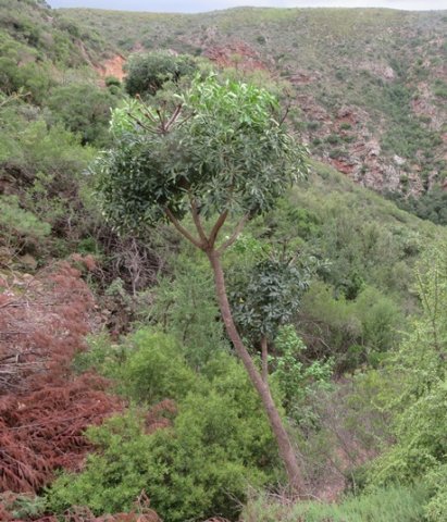 Cussonia spicata different regions, different uses